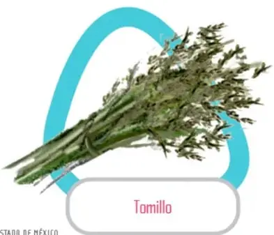 Manojo de hierbabuena con hojas verdes.