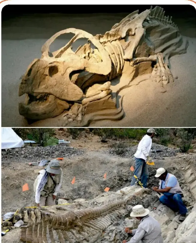 Fotografía de un cráneo fósil de un animal prehistórico y, debajo, un equipo de personas excavando restos fósiles en un yacimiento.