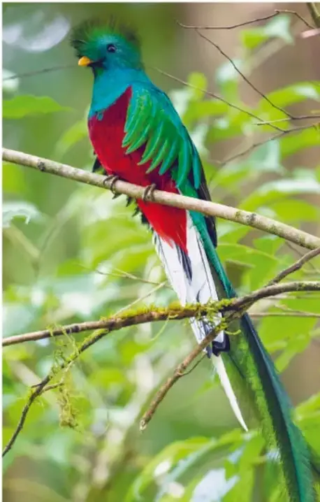 Fotografía de un quetzal con plumaje azul verdoso, pecho rojo y cola blanca larga, sobre una rama entre hojas.