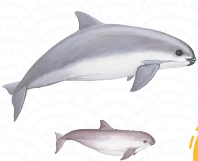 Ilustraciones de una vaquita marina adulta y una cría nadando.