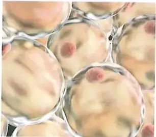 Figura 4 de Ciencias Naturales 10° · 2025