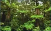 Imagen de un bosque con plantas y helechos, relacionada con la competencia matemática.