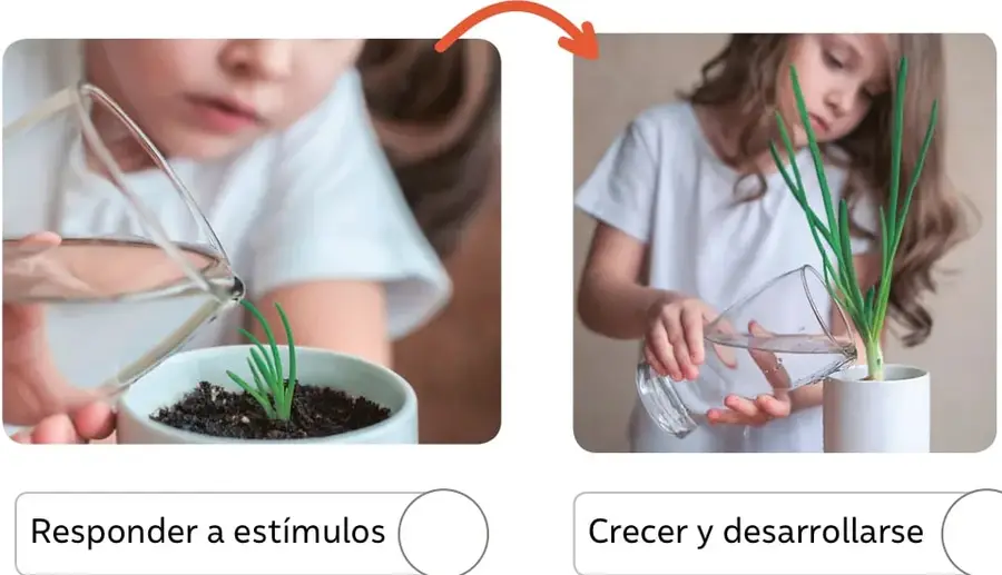Manos de una niña inclinando un vaso de agua sobre un almácigo con tierra y una planta pequeña de hojas verdes.