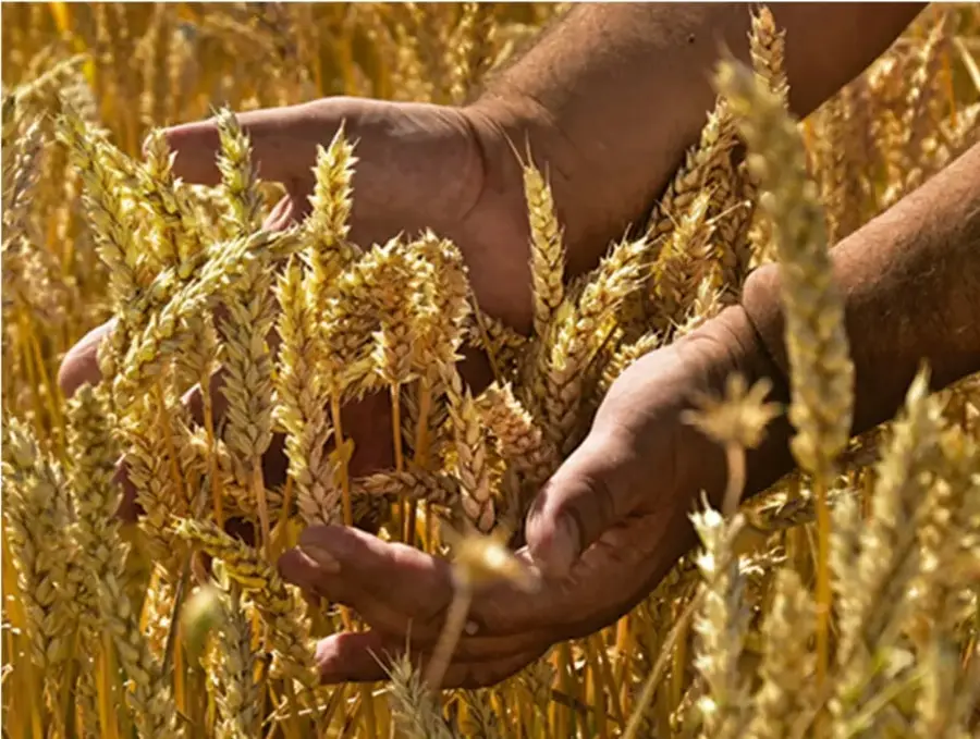 Fotografía en primer plano de dos manos extendidas sosteniendo espigas maduras de trigo dorado dentro de un campo de cultivo, iluminadas por luz natural.