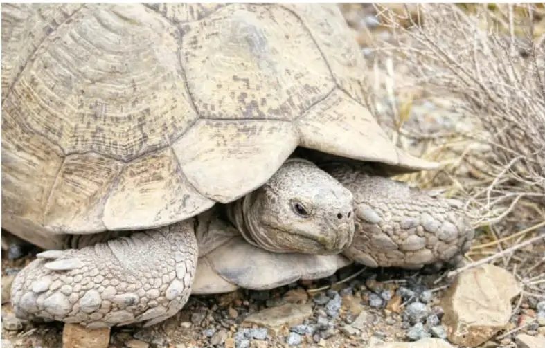 Fotografía de una tortuga terrestre (tortuga llanera) de caparazón pardo, asomando la cabeza entre rocas y hierba seca.