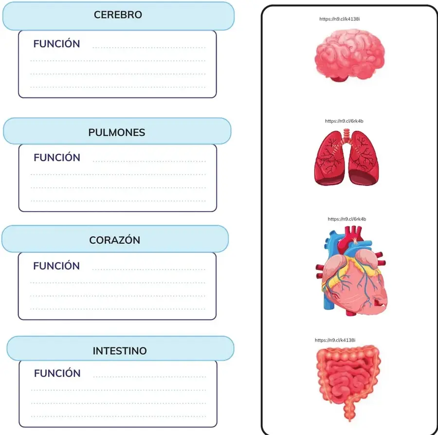 Etiquetas y recuadros para cerebro, pulmones, corazón e intestino con espacio para escribir la función.