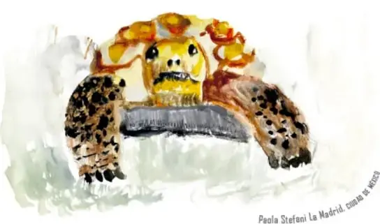 Ilustración en acuarela de una tortuga del desierto vista de frente, con cabeza amarilla y patas moteadas, sobre fondo blanco. Crédito: Paola Stefani La Madrid, curaduría de México.