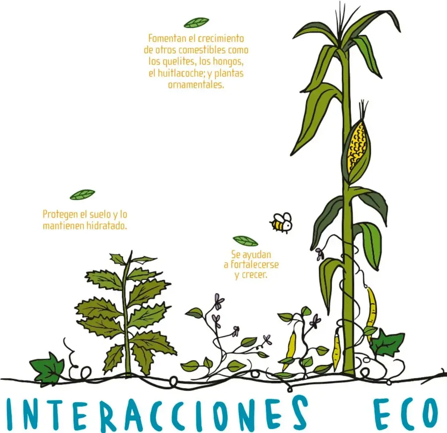 Ilustración de una parcela de milpa: una planta alta de maíz con elote, el frijol enredado en su tallo, calabaza con hojas grandes, chiles, plantas de quelites, una abeja polinizadora y globofones con frases: 'Fomentan el crecimiento de otros comestibles como los quelites, los hongos, el huitlacoche; y plantas ornamentales', 'Protegen el suelo y lo mantienen hidratado', 'Se ayudan a fortalecerse y crecer'. Título decorativo inferior: 'INTERACCIONES ECO...' (continúa en la página siguiente).