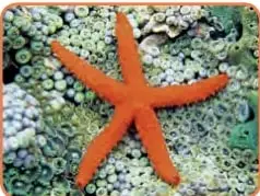 Fotografía de una estrella de mar anaranjada de 5 brazos.