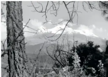 Fotografía antigua de un volcán nevado entre árboles, vista a través del tronco de un árbol.