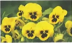 Imagen de flores amarillas.