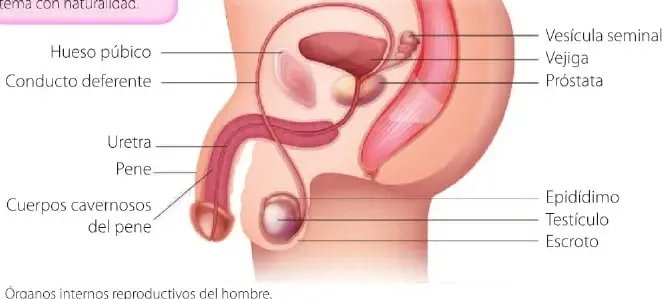 Corte lateral del aparato reproductor masculino. Se señalan el hueso púbico, el conducto deferente, la uretra, el pene, los cuerpos cavernosos, la vesícula seminal, la vejiga, la próstata, el epidídimo, el testículo y el escroto.