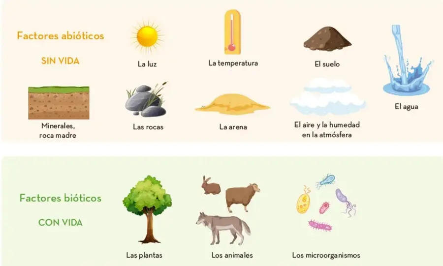 Ilustración de factores abióticos: sol (luz), termómetro (temperatura), montículo de tierra (suelo), gota de agua, capas de suelo con minerales, rocas, arena y nubes (aire y humedad).