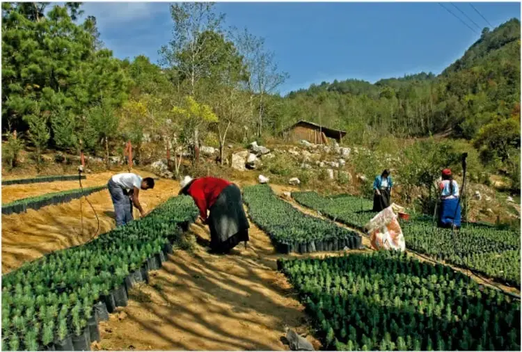 Fotografía a color de un vivero o campo con trabajadores sembrando plántulas de árboles en bolsas negras, al fondo bosque y cerros; pie de foto: 'Cultivo de árboles, fotografía de Teul Monroy'.