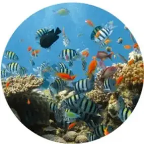 Círculo con un arrecife de coral y peces de colores