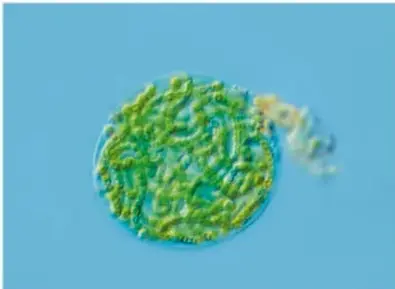 Microscopía de un organismo autótrofo (alga o cianobacteria) de color verde.