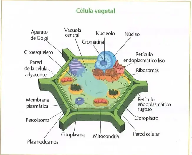 Figura 2 de Ciencias Naturales 10° · 2025