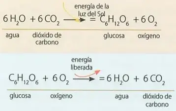 Figura 1 de Ciencias Naturales 8° · Egb 8 Ciencias Naturales 2025 · 2025
