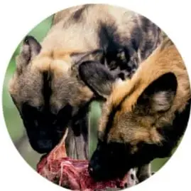 Hienas alimentándose de restos de un animal, ejemplo de comensalismo.