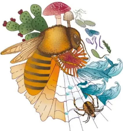 Escena terrestre con árboles grandes, jaguar acostado, guacamaya roja y verde, hongos, flores y microorganismos en el suelo.
