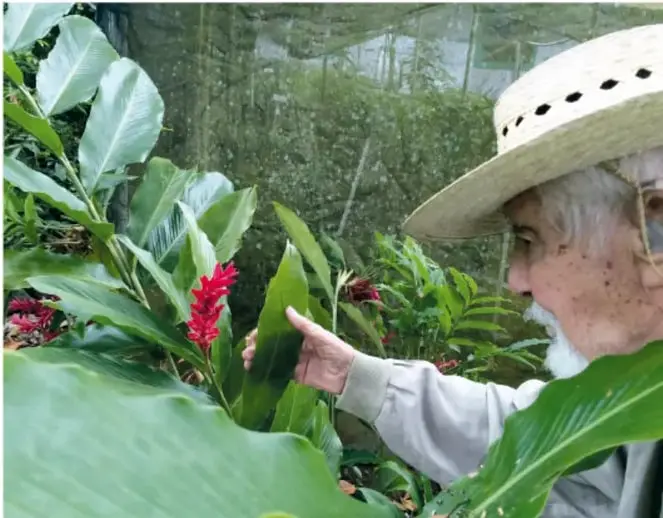 Persona mayor con sombrero de palma que muestra una planta de flores rojas entre hojas grandes verdes.