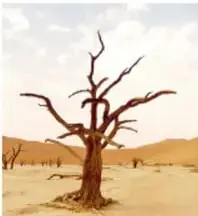 Árbol seco y sin hojas en un paisaje árido y desértico, ilustra problemas ambientales.