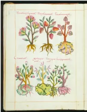 Página de un herbario medieval con dibujos de plantas y anotaciones.