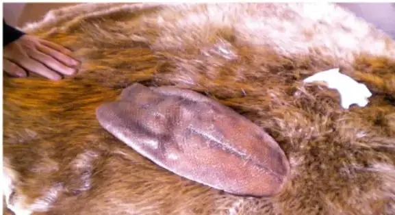 Fotografía de una piel de castor extendida sobre una superficie, con una mano humana tocándola para mostrar su textura y tamaño.