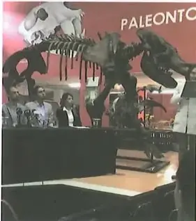 Resto fósil de mastodonte encontrado en Ecuador exhibido en museo