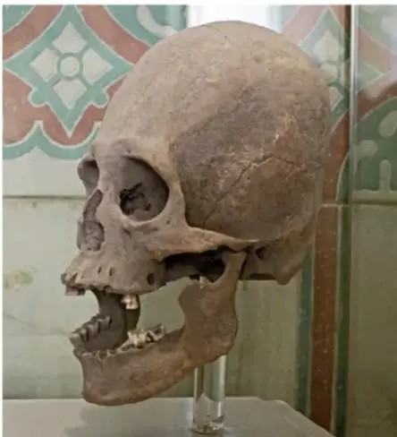 Fotografía de un cráneo humano maya con deformación craneal y dientes visibles, exhibido sobre un soporte acrílico frente a una pared con azulejos decorados.