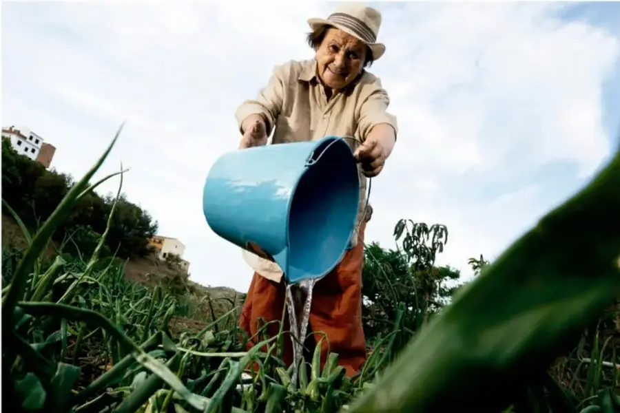 Persona mayor con sombrero y ropa de trabajo riega con una cubeta azul las plantas de un cultivo; al fondo hay cerros, vegetación y casas.