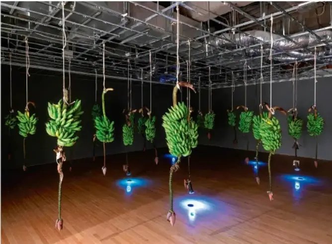 Fotografía de una instalación artística: manojos de plátanos verdes suspendidos del techo con cuerdas e iluminados con luces azules en el piso de madera, dentro de una sala de exhibición.