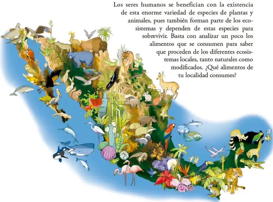 Ilustración del mapa de México con una gran variedad de flora y fauna representativa de sus ecosistemas: osos, jaguares, aves, peces, ballenas, flamencos, cactus, selvas y arrecifes.