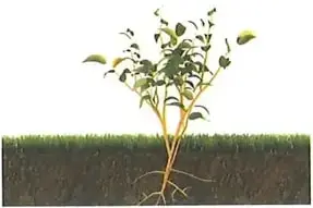 Imagen de una planta pequeña con raíces, tallo y hojas, ubicada sobre un corte de suelo.