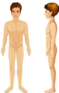 Ilustración de un joven adolescente de frente y de perfil, mostrando su desarrollo físico.
