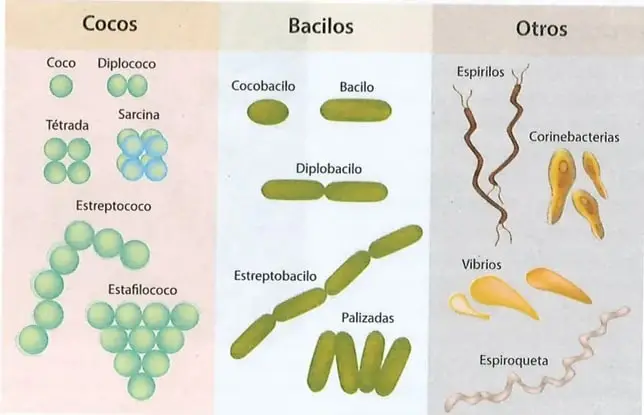Figura 2 de Ciencias Naturales 9° · 2025