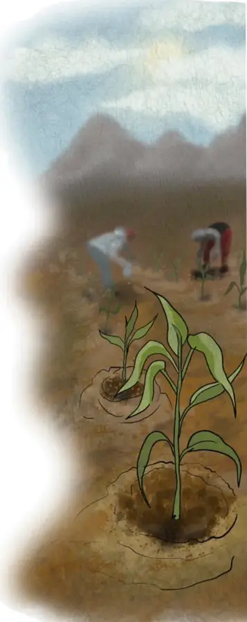 Ilustración de personas plantando plántulas de maíz en un terreno con montañas al fondo; al frente se observa una plántula con raíces y tierra.