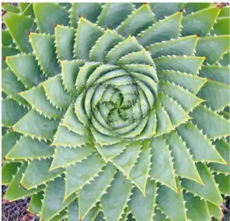 Fotografía de una suculenta (aeonium) verde cuyas hojas forman rosetas con espirales visibles.