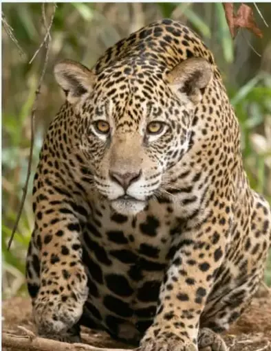 Fotografía de un jaguar sentado mirando a la cámara entre vegetación.