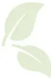 Ilustración decorativa de hojas verdes simbolizando la naturaleza y la sustentabilidad.