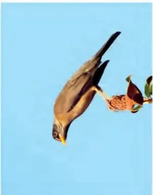 Imagen de un ave rapaz volando y capturando a otra ave, de día.