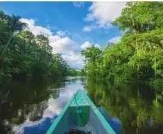 Bosque húmedo tropical de la Reserva de Producción Faunística Cuyabeno, con diversidad de briófitas y pteridófitas.