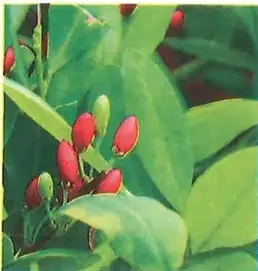 Fotografía de un arbusto de coca con frutos y hojas verdes.