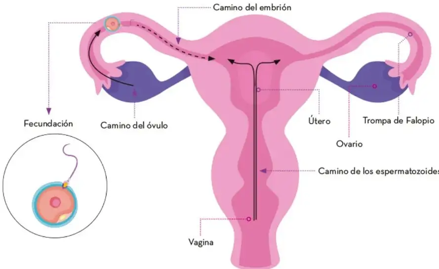 Esquema del aparato reproductor femenino con flechas que indican el camino del óvulo, el camino de los espermatozoides y el camino del embrión; se señalan vagina, útero, ovario y trompa de Falopio.
