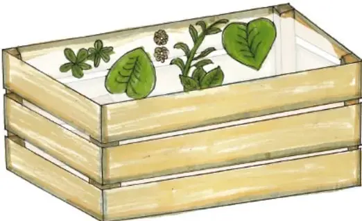 Ilustración de la caja de madera con tierra y plantas medicinales verdes sembradas en su interior.