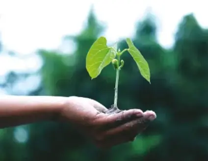 Manos sosteniendo una planta pequeña con hojas verdes, símbolo del cuidado del medio ambiente.