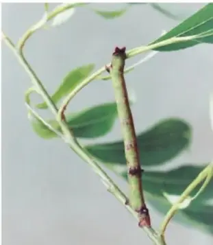 Rana de tonos gris y verde claro camuflada sobre la corteza rugosa de un árbol.