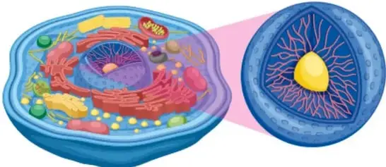 Ilustración a color de una célula animal en corte transversal mostrando orgánulos (núcleo amarillo, mitocondrias, retículo), con una ampliación circular a la derecha que muestra el interior del núcleo con el material genético en rojo y el nucléolo amarillo.