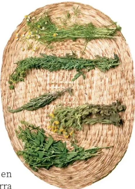 Cesta de fibra natural con ramas y hierbas recién cosechadas dispuestas sobre ella, ilustrando las plantas del huerto.
