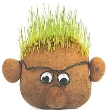 Muñeco de alpiste con tallos verdes germinados y decorado con gafas.